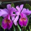 Cattleya Maggie Raphael Purple C dowiana x C trianae